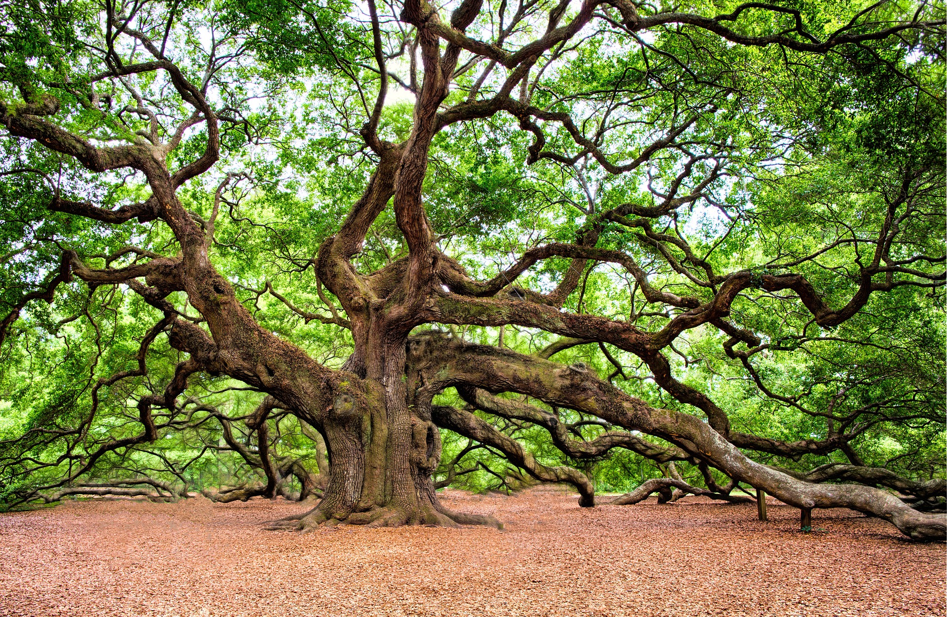 The Angel Oak in Charleston, SC